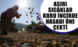 Aşırı sıcaklar kuru incirde hasadı öne çekti