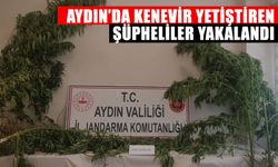 Aydın’da kenevir yetiştiren şüpheliler yakalandı