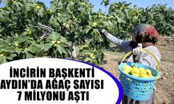 İncirin başkenti Aydın’da ağaç sayısı 7 milyonu aştı