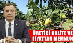 İncirde tarihin en hızlı hasadı