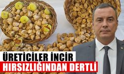 Üreticiler incir hırsızlığından dertli