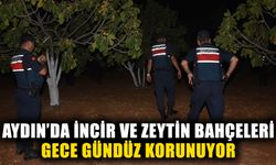 Aydın’da incir ve zeytin bahçeleri gece gündüz korunuyor