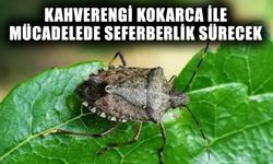 Kahverengi Kokarca ile mücadelede seferberlik sürecek