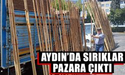 Aydın’da sırıklar pazara çıktı