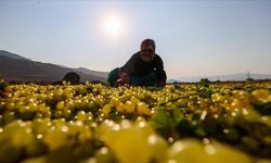 Ege ovalarında Sultani çekirdeksiz üzümün hasadı da kurutma mesaisi de erken başladı