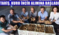 Tariş, kuru incir alımına başladı