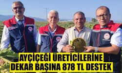 Aydın’da ayçiçeği üreticilerine dekar başına 878 TL destek