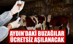 Aydın’daki buzağılar ücretsiz aşılanacak