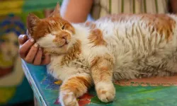 Garfield'a benzerliğiyle dikkati çeken Tarçın, 17 yıldır tarihi hanı mesken tutuyor