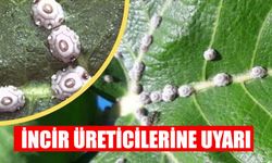 İncir üreticilerine uyarı