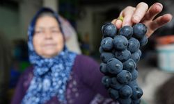 İzmir'in tescilli üzümü Kavacık, dolu ve sağanağa karşı çuvallarla korunuyor