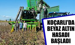 Koçarlı'da beyaz altın hasadı başladı