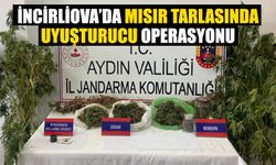 İncirliova’da mısır tarlasında uyuşturucu operasyonu