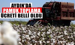 Aydın’da pamuk toplama ücreti belli oldu