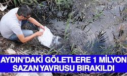 Aydın’daki göletlere 1 milyon sazan yavrusu bırakıldı