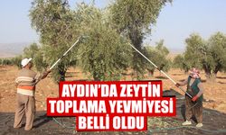 Aydın’da zeytin toplama yevmiyesi belli oldu