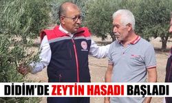 Didim’de zeytin hasadı başladı