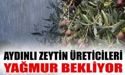 Aydınlı zeytin üreticileri yağmur bekliyor