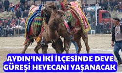 Aydın’ın iki ilçesinde deve güreşi heyecanı yaşanacak