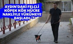 Aydın'daki felçli köpek, kök hücre nakliyle yürümeye başladı