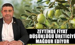 Zeytinde fiyat düşüklüğü üreticiyi mağdur ediyor