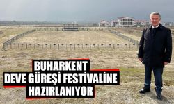 Buharkent deve güreşi festivaline hazırlanıyor