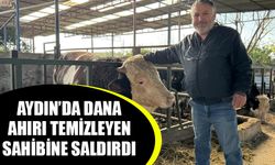 Aydın’da dana, ahırı temizleyen sahibine saldırdı