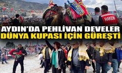 Aydın’da pehlivan develer dünya kupası için güreşti