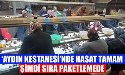 ‘Aydın Kestanesi’nde hasat tamam, şimdi sıra paketlemede