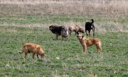 Sahipsiz köpeklerin saldırdığı yaklaşık 600 tavuk telef oldu