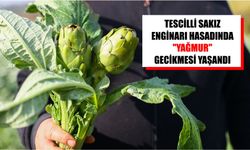 Tescilli sakız enginarı hasadında "yağmur" gecikmesi yaşandı