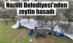 Nazilli Belediyesi’nden zeytin hasadı