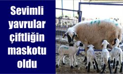 Sevimli yavrular çiftliğin maskotu oldu