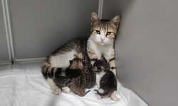 Aydın'da hamile kedi sığındığı veteriner kliniğinde doğum yaptı