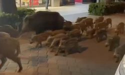 Kuşadası merkezinde domuz sürüsü görüntülendi