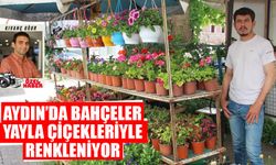 Aydın’da bahçeler, yayla çiçekleriyle renkleniyor