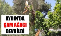 Aydın’da çam ağacı devrildi