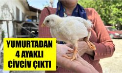 Yumurtadan 4 ayaklı civciv çıktı