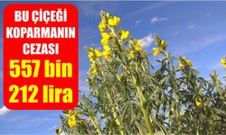 Koparmanın cezası 557 bin 212 lira
