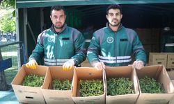 Üreticilere 550 bin organik domates fidesi dağıtıldı
