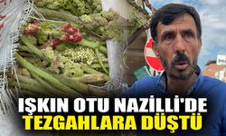 Işkın otu Nazilli'de tezgahlara düştü