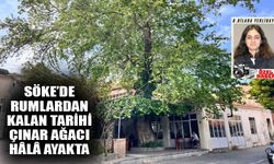 Söke’de Rumlardan kalan tarihi çınar ağacı hâlâ ayakta