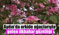 Aydın’da orkide ağaçlarıyla gelen ilkbahar güzelliği