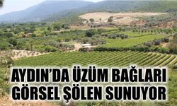 Aydın’da üzüm bağları görsel şölen sunuyor