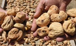 Tariş açıkladı! Aydın’da kuru incir fiyatı belli oldu