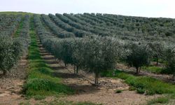 Çine’de kaçırılmayacak fırsat: 20 bin 179 m² zeytinlik mahkemeden satışa