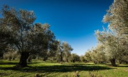 Aydın’da yaklaşık 22 bin metrekarelik zeytinlik satışta