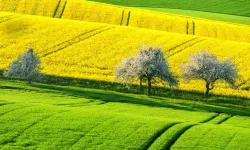 Yatırımcıların radarında olabilir: Aydın Didim’de imarlı arsa mahkeme yoluyla satışa sunuldu