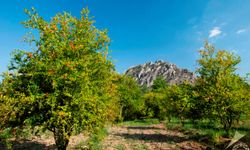 Aydınlı Çiftçiler Bu Meyveyi Ekip Bir Yılda Zengin Oluyor!