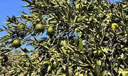 Bodrum mandalinasında rekolte beklentisi yüksek